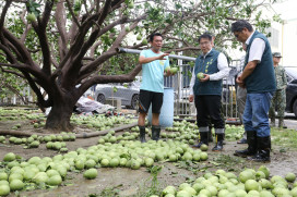 丹娜絲颱重創文旦產區！黃偉哲：全力支援清運復原