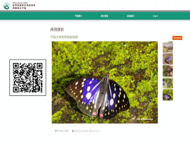 落葉歸根到蝶舞林間　林業署新竹分署攜手新唐科技保育瀕危大紫蛺蝶