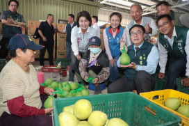 臺南麻豆文旦遠航加國 產地直送海外迎秋節到來