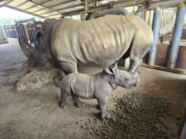 全台最大白犀牛繁育基地再添丁　六福村小犀牛「花枝丸」萌樣首度曝光