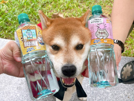 喝水補「柴」氣！台塩海洋鹼性離子水×柴語錄超萌開賣
