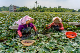 西拉雅菱角季來襲：台灣好行搭車送菱角，電子支付享半價還能遊特色景點