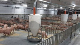 台糖防堵非洲豬瘟 嚴格落實生物安全防疫措施