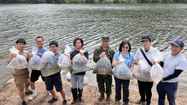 守護金門珍貴原生淡水魚類  縣府野放大鱗梅氏鯿