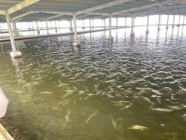 南市迅助農漁民災後復建！農業局：虱目魚價格回穩