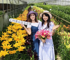 最浪漫阿里山百合花季展至10/31 荷蘭56新品種爭奇鬥艷