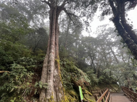東眼山、拉拉山及觀霧國家森林遊樂區　林保署新竹分署：10/22恢復營運