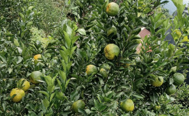 優質椪柑搶鮮正當時！認明履歷等您嘗鮮