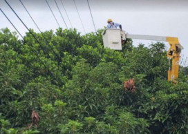 鳳凰颱持續減弱  台電新營區處：仍守護供電