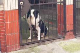 愛心警行！竹市機警員警熟記特徵　藉由牧羊犬線索救回失聯男子生命