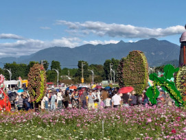 新社花海花毯節人氣旺 橘色波斯菊、紅色百日草、本週大爆發 
