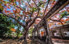 鳳凰花x廢墟 高雄湖內番茄會社成熱點打卡必訪歷史光影