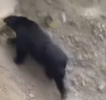 臺灣黑熊出沒茶園露營區附近 林保署呼籲提高警覺