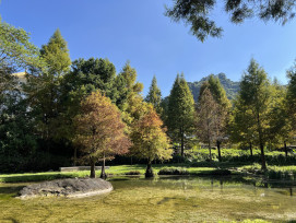 秋冬美景正盛！后里、南屯、太平落羽松接力轉色，打造城市最詩意風景線！