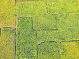 南投縣仁愛鄉用一粒香糯米，走出產業與文化新路