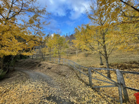 來清境賞銀杏  星空跨年一次滿足