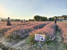 賞美景、吃美食，漫遊小鎮趣！　關西仙草節童趣鄉野農遊花季盛典