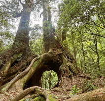 走進森林冒險趣！　新竹林保分署東眼山4天3夜過夜型寒假營隊報名中