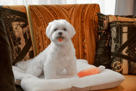 毛孩也能住五星級飯店 台中李方艾美宣布寵物可入住　