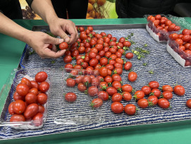 鹽水番茄品嚐正當時 冬日限定好滋味　