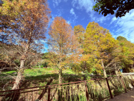 冬日浪漫最受歡迎賞景亮點　竹縣精選五大賞落羽松秘境迎冬日浪漫