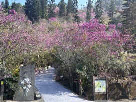 南市推楠西玉井等山區經濟振興！春節走訪山城感受不一樣風情