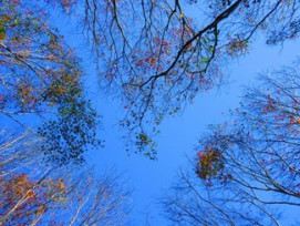 森林祈福籤迎接嶄新一年　滿月圓祈馬季即日起至3/15邀民眾走入山林