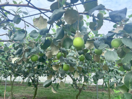 季節限定甜脆滋味 棗搶鮮正是時