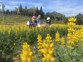 2026桃園魯冰花季花況盛開　浪漫黃金花海閃耀龍潭大北坑