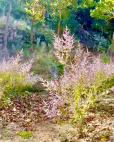 漫步台南山系桃花源！烏山步道健行賞花正當時 感受厚德紫竹寺心靈洗禮