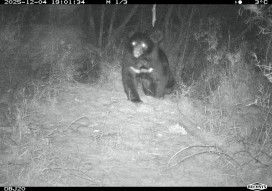 九九山莊、霞喀羅現黑熊蹤跡　林保署新竹分署提醒登山提高警覺