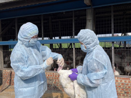 禽場全面防範禽流感！動保處：強化落實防疫措施