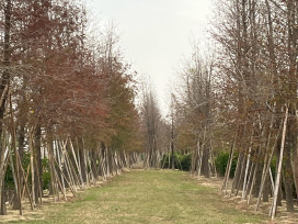 走春來隱藏版太康 幸福加馬享健康