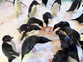 屏東海生館海洋寶貝專屬年夜飯 從圍爐談食魚文化×永續海洋