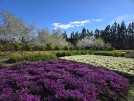 台灣賞花勝地 梅峰農場春之饗宴3/14登場