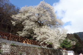 「霧社櫻王」3月初盛開！　觀霧櫻花食堂邀您尋找森林裡春日食客