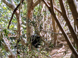 司馬限林道小黑熊受困陷阱　林保署新竹分署跨機關成功救援