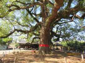 搶救七股神木擺脫病腐危機  跨界合作救治成功