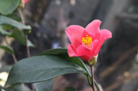 躍馬迎春、原地紮根　林保新竹分署 3/5 啟動贈苗與您共創韌性森活