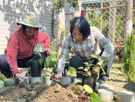 林保南投分署攜手在地社區  復育九九峰秋海棠