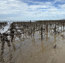 金門預防諾羅病毒 衛生局：加強宣導飲食衛生安全