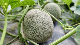 清爽健康新首選！春季洋香瓜盛產上市—在地鮮甜再升級