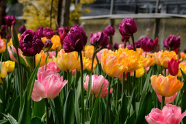 臺大山地實驗農場 2026春之饗宴