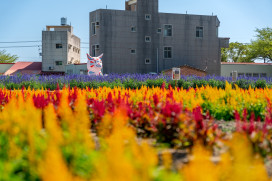 走進AI蘭花夢幻境！2026台灣國際蘭展進入最後展期 順遊台南木棉花與蜀葵花海