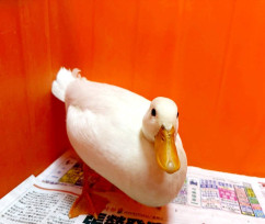 鬃獅蜥、球蟒、柯爾鴨　桃園市首季非犬貓特寵認養3/14開跑