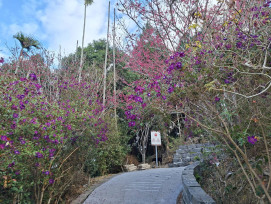 梅嶺紫牡丹花期至 3 月下旬 遊客紛至沓來