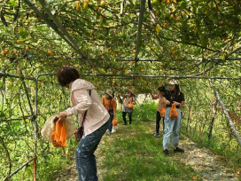 春遊臺南正當時！螢光花泉季漫遊之旅3/31搶先報名