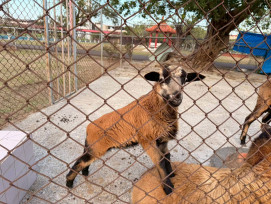 佳里榮家咩力萌發！黑腹小羊誕生 全民投票命名 