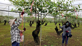 臺南棗保險受理投保 強化農業抗災安全網