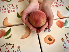 鮮甜首發！桃園拉拉山媽媽桃產季正式啟動　自4/13起預購開跑